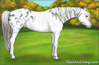 Horse Color:White Spotted Blue Roan Splash Frame Appaloosa 