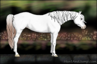 Horse Color:White Spotted Blue Roan Splash Frame Appaloosa 