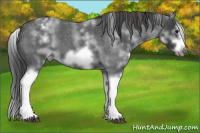 Horse Color:White Spotted Blue Roan Splash Frame Varnish