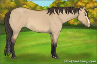 Horse Color:Buckskin Roan Dun Splash 