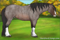 Horse Color:Brown Roan Splash