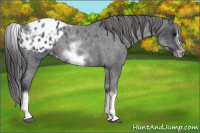 Horse Color:White Spotted Blue Roan Splash Frame Appaloosa