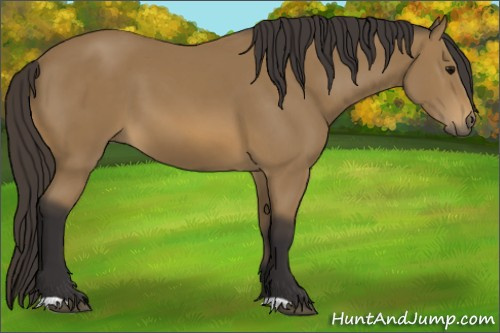 Horse Color: Buckskin 
