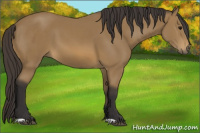 Horse Color:Buckskin 