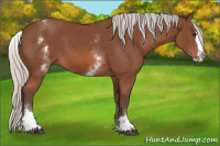 Horse Color:White Spotted Silver Bay Splash