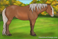 Horse Color:Silver Bay Splash 