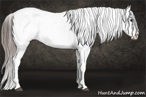 Horse Color: White Spotted Blue Roan Splash Frame Leopard 