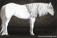 Horse Color:White Spotted Blue Roan Splash Frame Appaloosa 