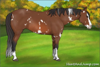 Horse Color:White Spotted Bay Splash Rabicano