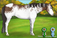 Horse Color:White Spotted Bay Tobiano 
