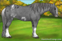 Horse Color:White Spotted Blue Roan Splash Frame Appaloosa 