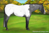 Horse Color:Blue Roan Splash Near Fewspot 