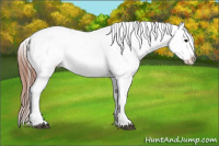 Horse Color:White Spotted Blue Roan Splash Frame Appaloosa 