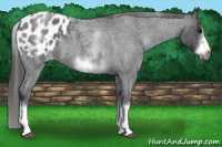 Horse Color:White Spotted Blue Roan Splash Frame Appaloosa 