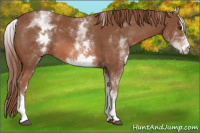 Horse Color:White Spotted Chestnut Sabino