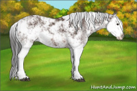 Horse Color:Brown Sabino Splash 