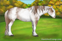Horse Color:White Spotted Chestnut Sabino Splash 