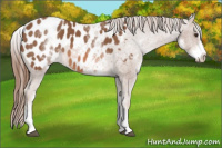Horse Color:White Spotted Liver Chestnut Sabino Appaloosa 