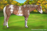 Horse Color:White Spotted Chestnut Sabino Splash
