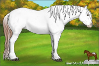 Horse Color:White Spotted Liver Chestnut Sabino Splash Appaloosa 