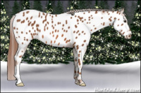 Horse Color:Chestnut Near Leopard 