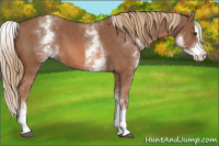 Horse Color:White Spotted Chestnut Sabino Splash