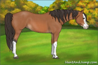 Horse Color:Bay Roan Splash 