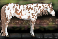 Horse Color:White Spotted Chestnut Sabino Near Leopard 