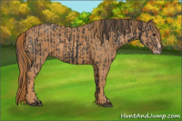 Horse Color:Brown Splash Rabicano  Brindle