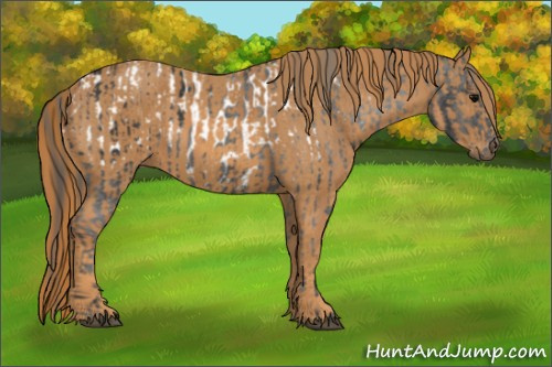 Horse Color: Brown Blanket Rabicano  Brindle