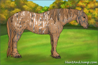 Horse Color:Brown Appaloosa Rabicano  Brindle