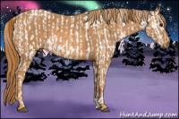 Horse Color:Brown Splash Appaloosa Rabicano  Brindle