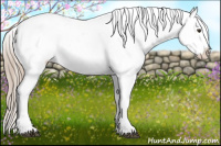 Horse Color:White Spotted Chestnut Sabino Appaloosa