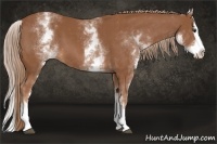 Horse Color:White Spotted Chestnut Sabino Splash 