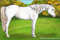 Horse Color:White Spotted Chestnut Sabino Appaloosa 