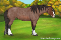 Horse Color:Bay Roan Splash
