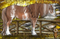 Horse Color:White Spotted Chestnut Sabino Splash 
