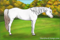 Horse Color:White Spotted Chestnut Sabino Appaloosa 