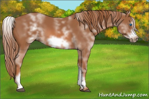 Horse Color: White Spotted Chestnut Frame 