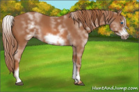 Horse Color:White Spotted Chestnut Frame 