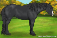 Horse Color:Black Splash