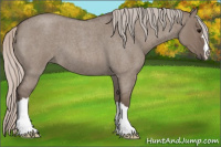 Horse Color:Silver Grullo Roan 