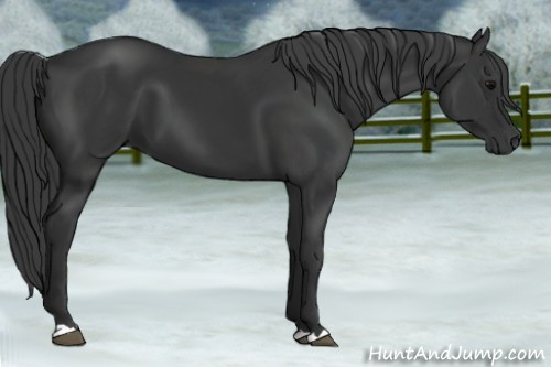 Horse Color: Brown 