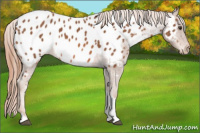 Horse Color:Chestnut Tobiano Appaloosa 