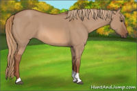 Horse Color:Red Dun Tobiano