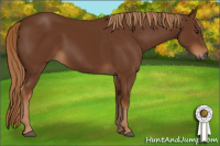 Horse Color:Gray Chestnut 