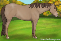 Horse Color:Classic Champagne Rabicano 