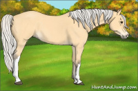 Horse Color:Silver Buckskin Roan 