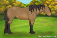 Horse Color:Buckskin 