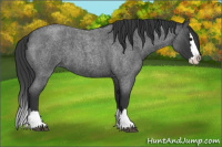 Horse Color:Blue Roan Splash 